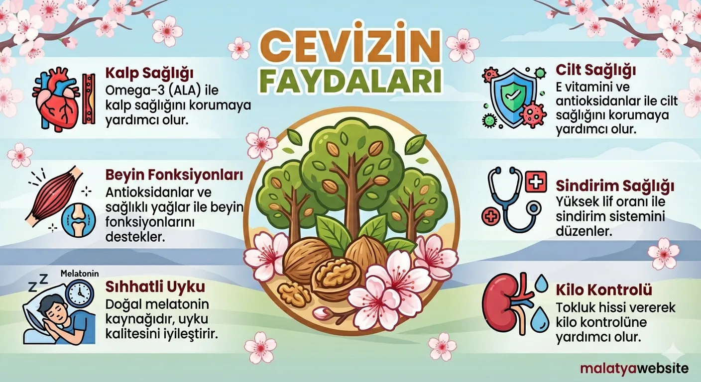 Malatya’nın Saklı Hazinesi: Hekimhan Cevizi’nin Özellikleri ve Sağlığa Faydaları
